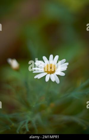 fleur de pâquerette commune, également connue sous le nom de pâquerette de pelouse ou pâquerette anglaise, fleur blanche isolée dans le jardin, mise au point sélective avec espace de copie Banque D'Images