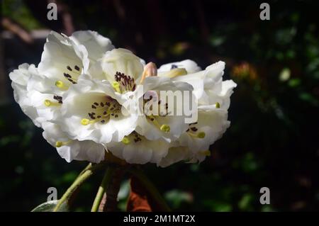 Blanc crème Falconer Rhododendron (Rhododendron falconeri) fleurs cultivées dans les jardins perdus de Heligan, St.Austell, Cornwall, Angleterre, Royaume-Uni. Banque D'Images