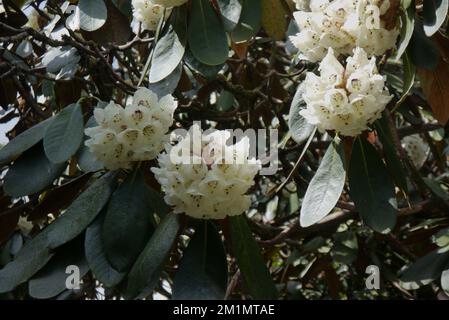 Blanc crème Falconer Rhododendron (Rhododendron falconeri) fleurs cultivées dans les jardins perdus de Heligan, St.Austell, Cornwall, Angleterre, Royaume-Uni. Banque D'Images