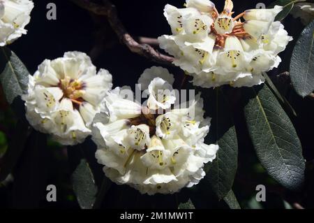 Blanc crème Falconer Rhododendron (Rhododendron falconeri) fleurs cultivées dans les jardins perdus de Heligan, St.Austell, Cornwall, Angleterre, Royaume-Uni. Banque D'Images