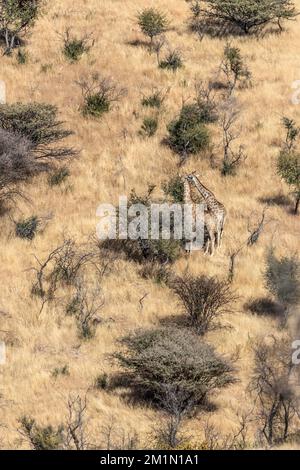 Deux girafes au loin sur la colline à Daan Viljoen en Namibie. Banque D'Images