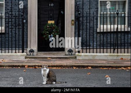 Londres, Royaume-Uni. 13th décembre 2022. Larry, chef Mouser à Downing Street. Claire Doherty/Alamy Live News Banque D'Images