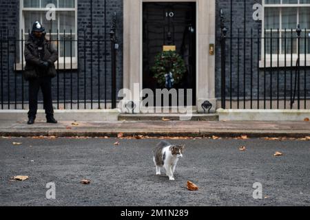 Londres, Royaume-Uni. 13th décembre 2022. Larry, chef Mouser à Downing Street. Claire Doherty/Alamy Live News Banque D'Images