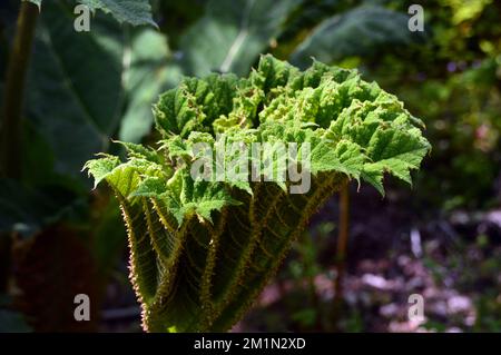 Big Unfurling Gunnera Manicata (Rhubarb géant) feuille poussant dans les bois aux Jardins perdus d'Heligan, St.Austell, Cornouailles, Angleterre, Royaume-Uni. Banque D'Images