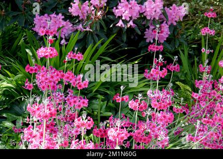 Pink profond Primula Beesiana (Candelabra Primrose) fleurs cultivées dans les jardins perdus d'Heligan, St.Austell, Cornwall, Royaume-Uni Banque D'Images