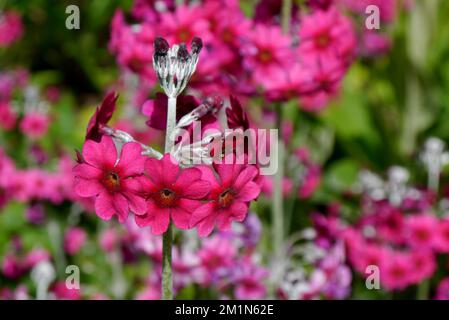 Pink profond Primula Beesiana (Candelabra Primrose) fleurs cultivées dans les jardins perdus d'Heligan, St.Austell, Cornwall, Royaume-Uni Banque D'Images