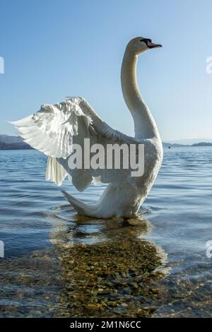 Le cygne s'élève et s'affiche sur le Loch Lomond bleu avec la lumière derrière lui. Banque D'Images