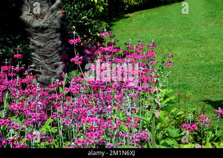 Pink profond Primula Beesiana (Candelabra Primrose) fleurs cultivées dans les jardins perdus d'Heligan, St.Austell, Cornwall, Royaume-Uni Banque D'Images