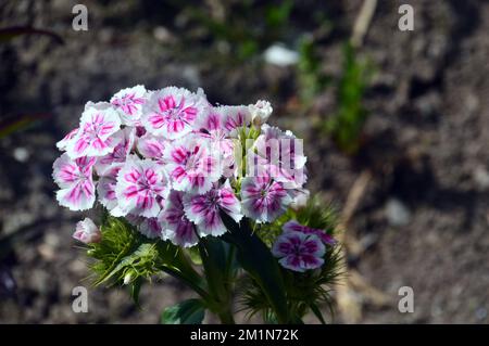 Blanc & Rose Bicolor Sweet William 'Dianthus barbatus' (Messenger Mixed) fleurs cultivées dans les jardins perdus d'Heligan, St.Austell, Cornwall, Royaume-Uni Banque D'Images