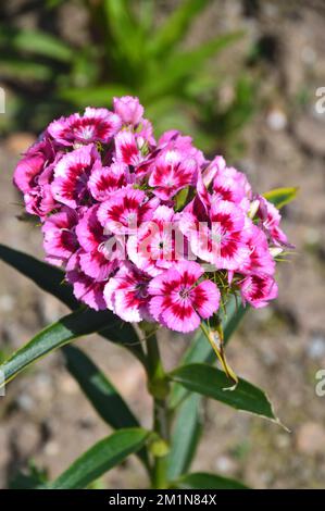 Pink Bicolor Sweet William 'Dianthus barbatus' (Messenger Mixed) fleurs cultivées dans les jardins perdus d'Heligan, St.Austell, Cornwall, Royaume-Uni Banque D'Images