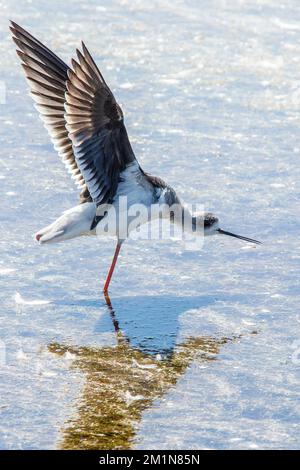 Stilt flopping ses ailes en se tenant sur une jambe à Etosha Banque D'Images