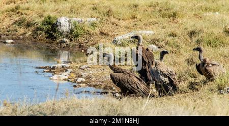 Quatre vautours à fond blanc dans un trou d'eau d'Etosha. Banque D'Images