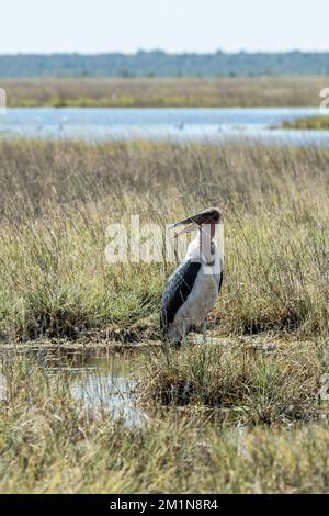Marabou Stork à bec ouvert, chasse par l'eau à Etosha Banque D'Images