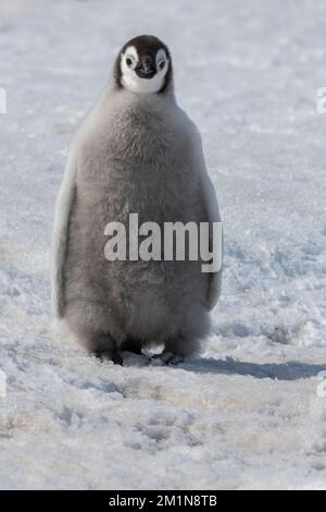 Antarctique, mer de Weddell, île de Snow Hill, colonie de Snow Hill. Poussins de pingouins d'empereur (Aptenodytes fosteri) Banque D'Images