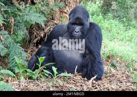 Mâle Silverback Mountain Gorilla au parc national de Mgahinga, Ouganda Banque D'Images