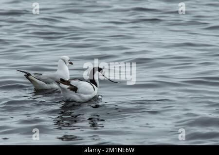 Un avocat et le gull de Hartlaub nagent dans le lagon de Walvis Bay. Banque D'Images