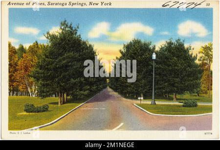 Avenue des pins, Saratoga Springs, New York , Tichnor Brothers Collection, cartes postales des États-Unis Banque D'Images