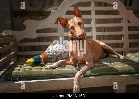 Posenco Andaluz se posant sur un banc de jardin et regardant directement vers l'appareil photo avec une inclinaison de tête Banque D'Images