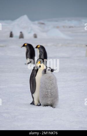 Antarctique, mer de Weddell, île de Snow Hill, colonie de Snow Hill. Poussins de pingouins d'empereur (Aptenodytes fosteri) Banque D'Images