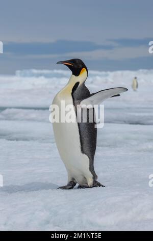 Antarctique, mer de Weddell, île de Snow Hill, colonie de Snow Hill. Pingouin empereur (Aptenodytes fosteri) Banque D'Images