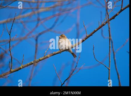 Le chaffinch commun est posé sur un arbre. Magnifique oiseau de mer commun chaffinch dans la faune. Le chaffinch commun ou simplement le chaffinch, nom latin Fringilla c Banque D'Images