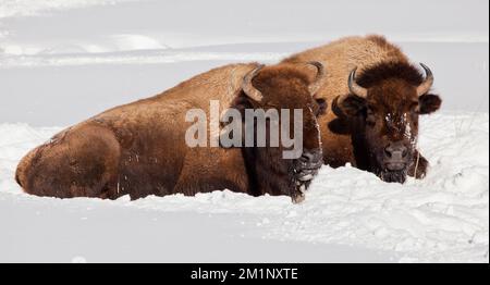 Bison nord-américaine, Yellowstone en hiver, États-Unis Banque D'Images