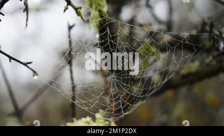 Toile d'araignée entre les branches de l'arbre Banque D'Images