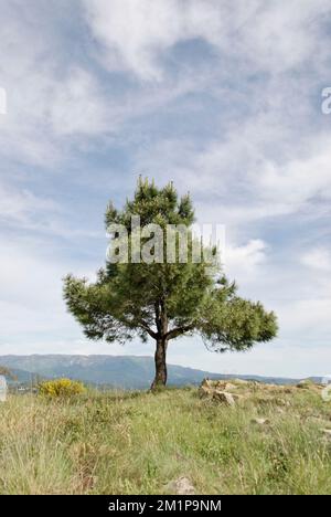 Lonesome Tree dans les montagnes Banque D'Images