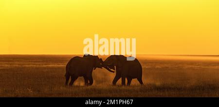 Deux éléphants d'Afrique se rencontrent et s'ébattant sur l'Etosha Savanah pendant un coucher de soleil jaune très doré. Banque D'Images