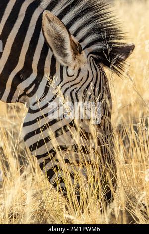 Un gros plan de la tête de la montagne zébrée manger de l'herbe dans le désert du Namib. Banque D'Images