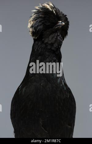 Un poulet polonais noir sur fond sombre Banque D'Images