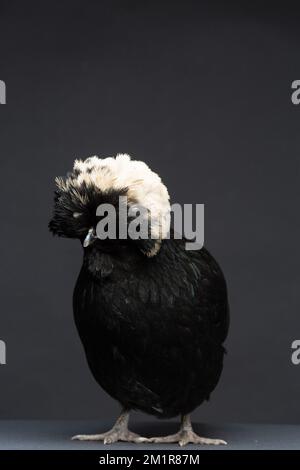 Un poulet polonais noir sur fond sombre Banque D'Images