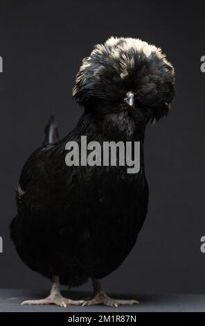 Un poulet polonais noir sur fond sombre Banque D'Images