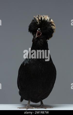 Un poulet polonais noir sur fond sombre Banque D'Images