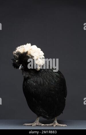 Un poulet polonais noir sur fond sombre Banque D'Images