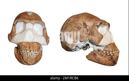 Homo naledi - comparaison frontale et latérale Banque D'Images
