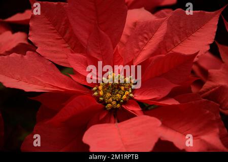 Non exclusif: 7 décembre 2022, Mexico, Mexique: Des fleurs de poinsettia sont vues à la serre 'Vivero Nochebuena' dans la ville de Xochimilco, Mme Banque D'Images