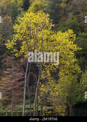 Paysage vertical pittoresque d'arbres en automne avec feuillage jaune doré prenant la lumière du soleil, Gincla, Aude, France Banque D'Images