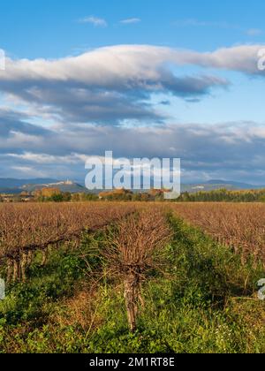 Automne matin vue paysage sur vignoble avec Cévennes montagnes en arrière-plan, Cardet, Gard, France Banque D'Images