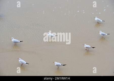 Les mouettes marchent le long de la plage de sable Banque D'Images