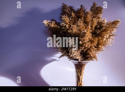 Phragmites australis assez séchée roseau commun automne pampas plante douce herbe intdoor couleurs pastel clair style boho panicules décor intérieur blanc W Banque D'Images