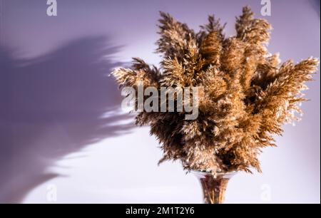 Phragmites australis assez séchée roseau commun automne pampas plante douce herbe intdoor couleurs pastel clair style boho panicules décor intérieur blanc W Banque D'Images