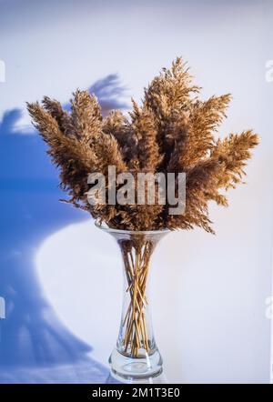 Phragmites australis assez séchée roseau commun automne pampas plante douce herbe intdoor couleurs pastel clair style boho panicules décor intérieur blanc W Banque D'Images