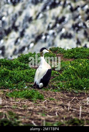 Un canard d'eider sur le Farne intérieur, Northumberland. Banque D'Images