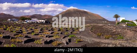 Îles volcaniques de Lanzarote. Vignobles traditionnels uniques en sol noir. Village de la Geria. Paysage des îles Canaries Banque D'Images