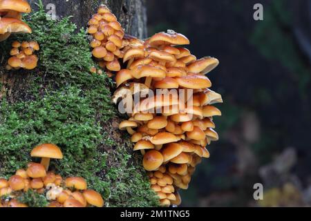 Tige de velours (velutipes de Flammulina) champignons, dont certains sont congelés et recouverts de glace, poussant sur un vieux Sycamore Tree, nord de l'Angleterre, Royaume-Uni Banque D'Images