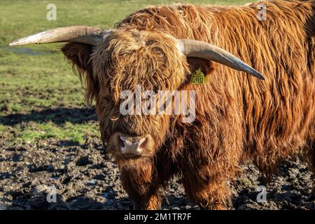 Le visage d'une vache de montagne montrant des cornes, le nez et beaucoup de cheveux. Banque D'Images