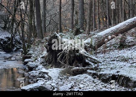 Arbre tombé à côté d'un ruisseau dans une scène forestière d'hiver, North Pennines, Bowles, Teesdale, comté de Durham, ROYAUME-UNI Banque D'Images