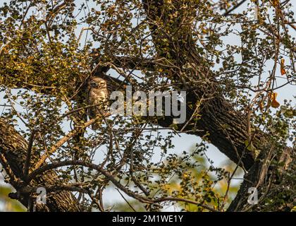 Un hibou tacheté en mode alerte sur un arbre Banque D'Images