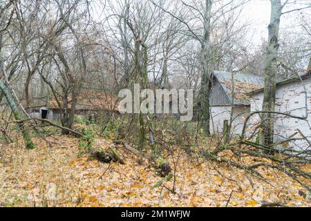 Forêt d'automne d'Extange avec toits de céramique blanche abandonnés dans la zone d'exclusion de catastrophe de tchernobyl Banque D'Images